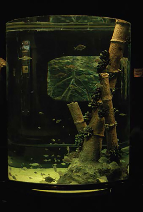 Songkhla Aquarium